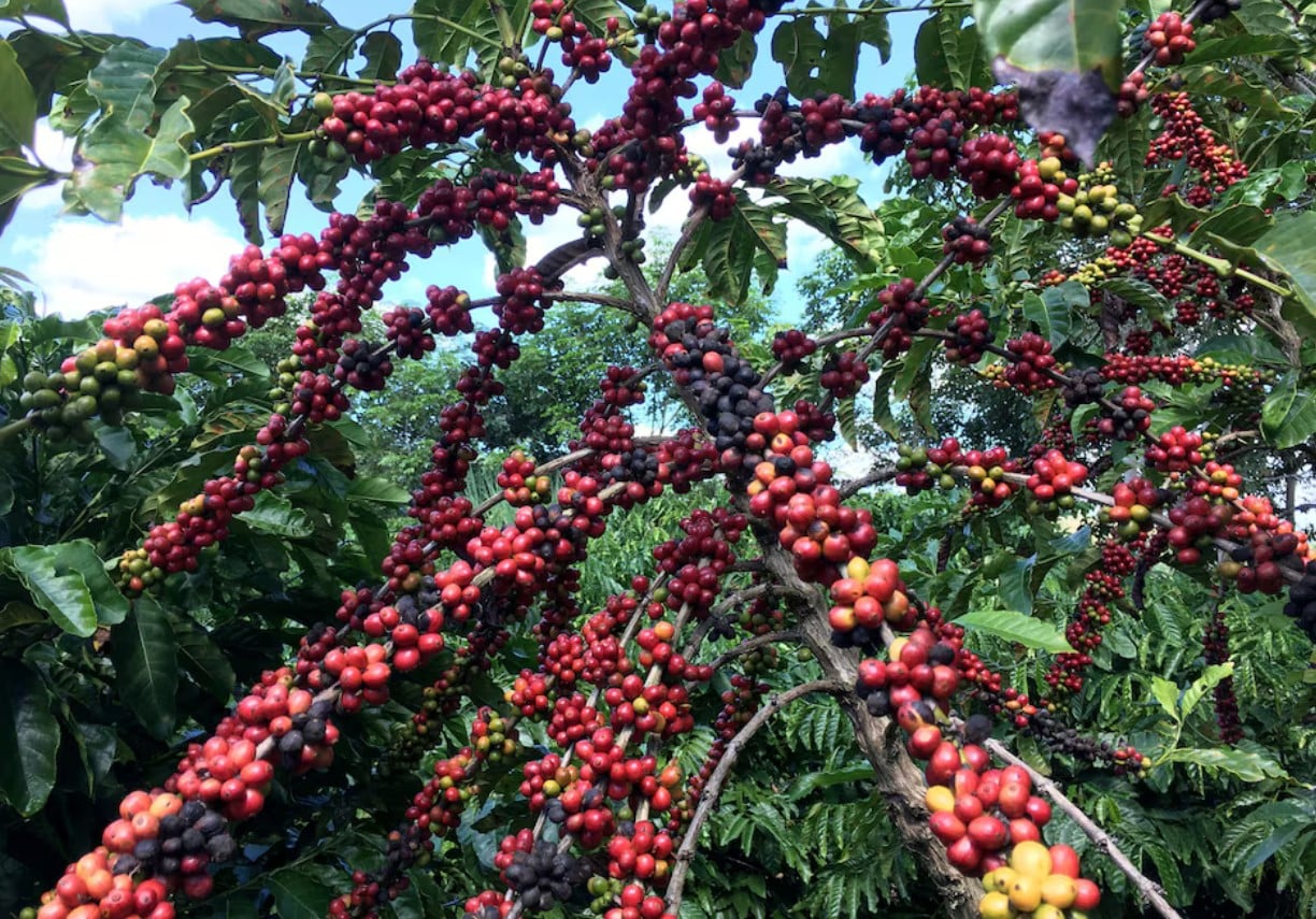 produção de café