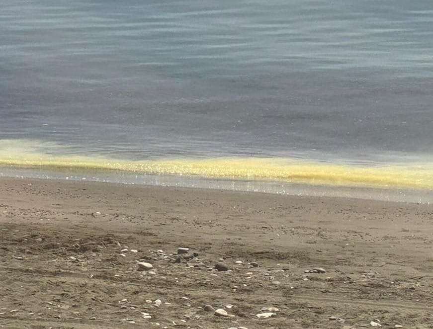 The Department of Fisheries and Marine Research (DFMR) has determined that the yellow substances along the Cypriot coastline are caused by pollen from springtime tree blossoming