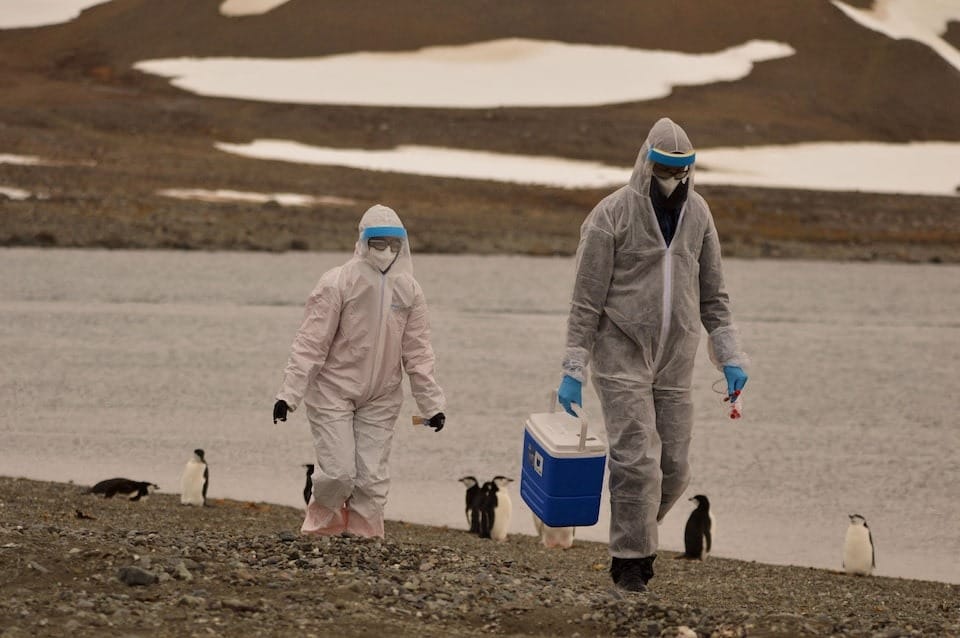 Researchers are investigating if bird flu has caused the deaths of hundreds, if not thousands, of penguins in Antarctica