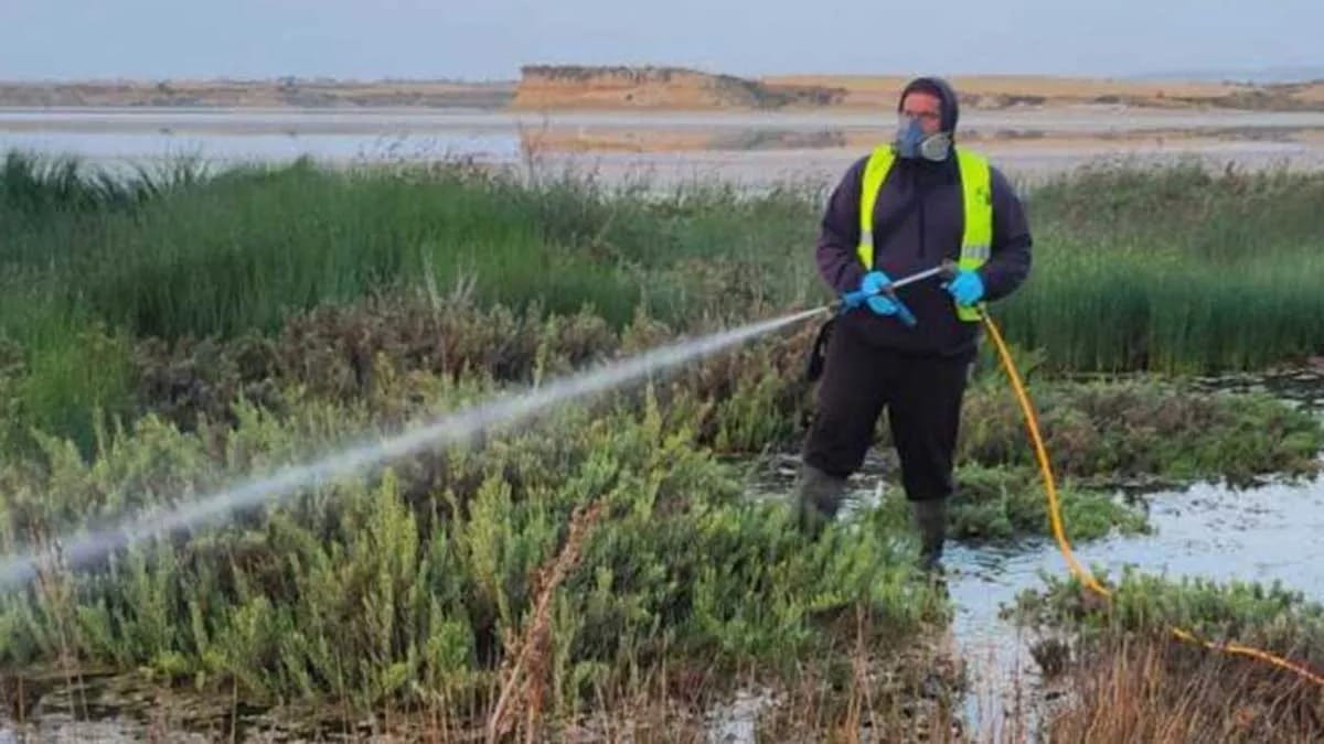 Larnaca Municipality is conducting systematic spraying to combat mosquitoes in the city, focusing on areas such as the Salt Lakes where significant breeding is observed