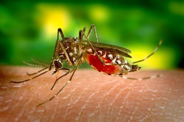 mosquitos