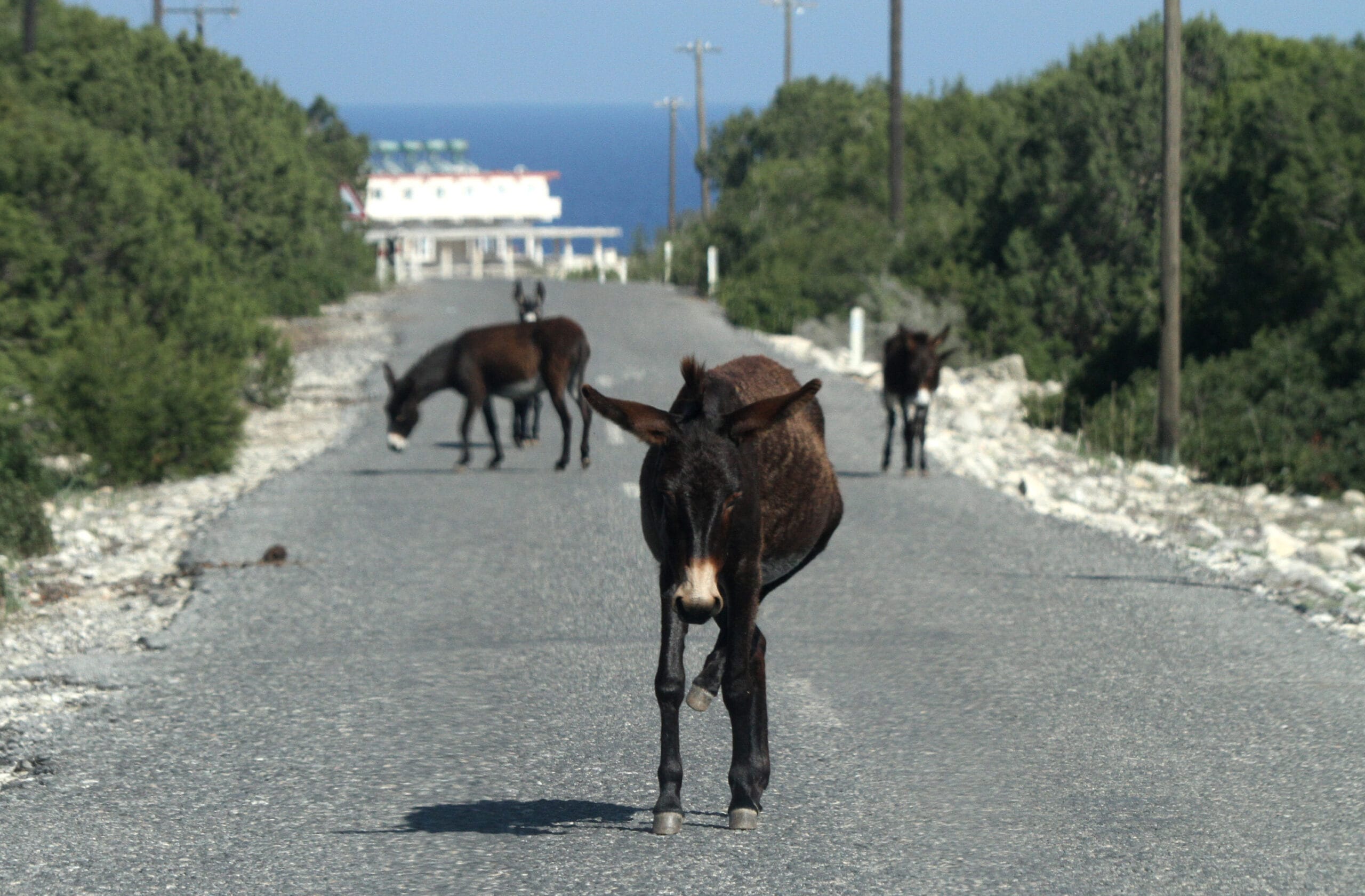 burro