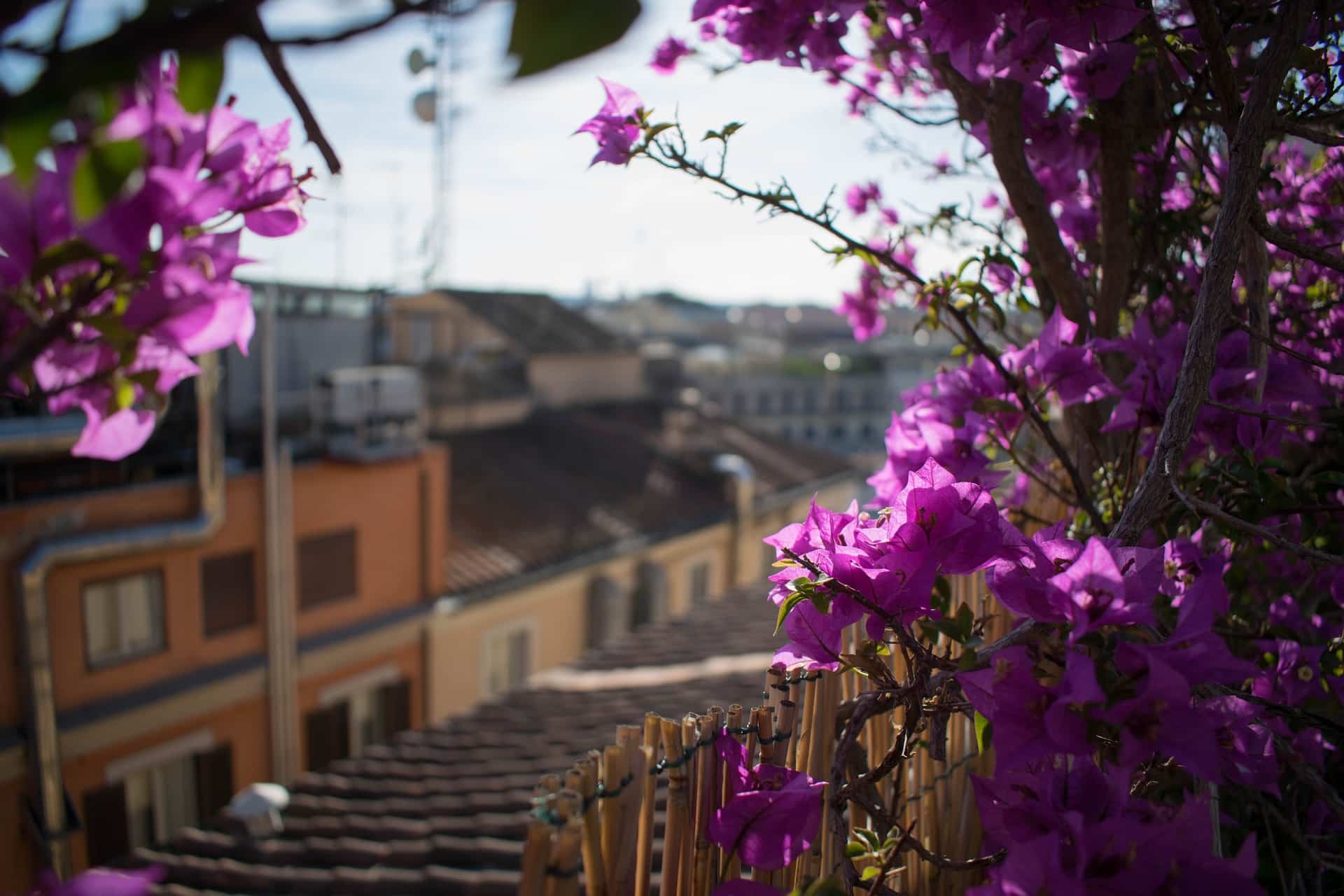 rooftop gardens