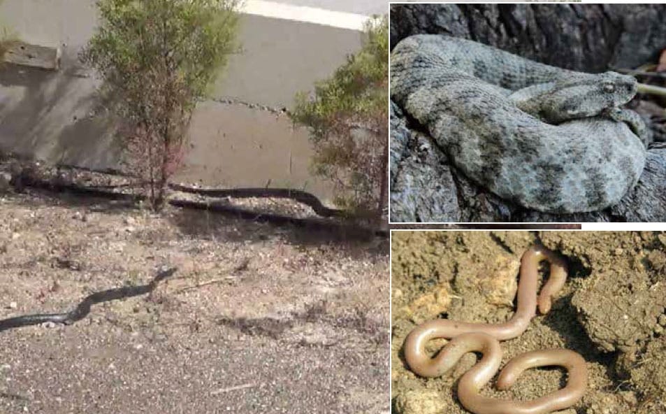 The Ministry of Agriculture, Rural Development, and Environment in Cyprus provides tips on protecting the public from venomous snakes, particularly the blunt-nosed viper