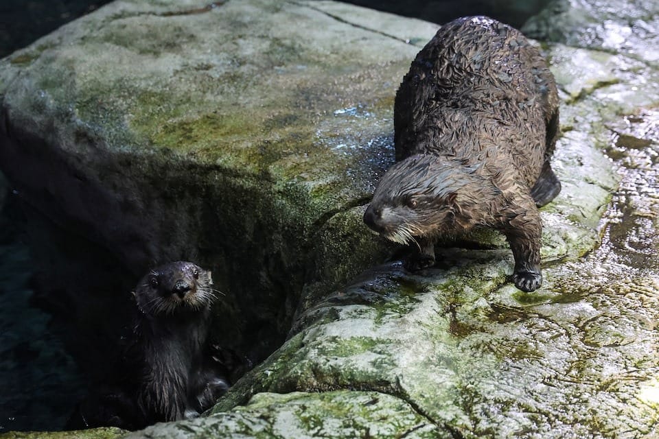 Cada año, entre 10 y 15 crías de nutria marina quedan varadas en la costa de California, a menudo debido a tormentas que separan a la madre de su cría.