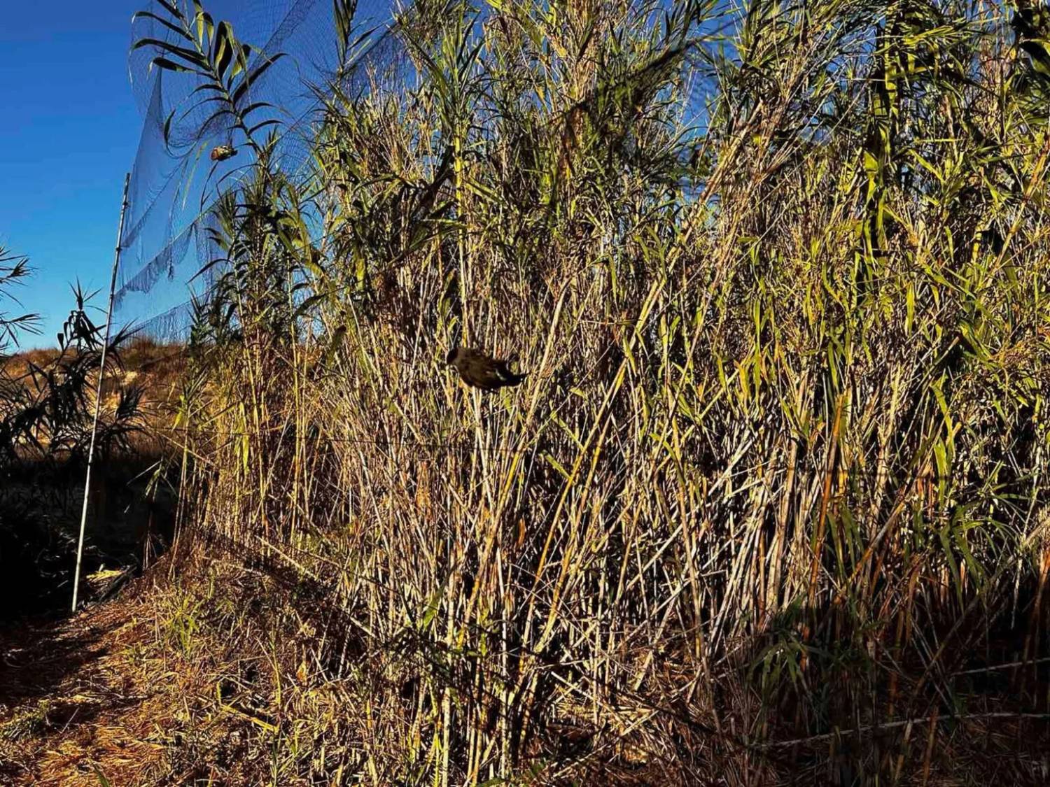 Um homem da zona de Dasaki Achnas foi multado em dois mil euros por armadilhagem de aves, depois de ter sido apanhado com oito tentilhões, redes e um dispositivo de imitação de aves