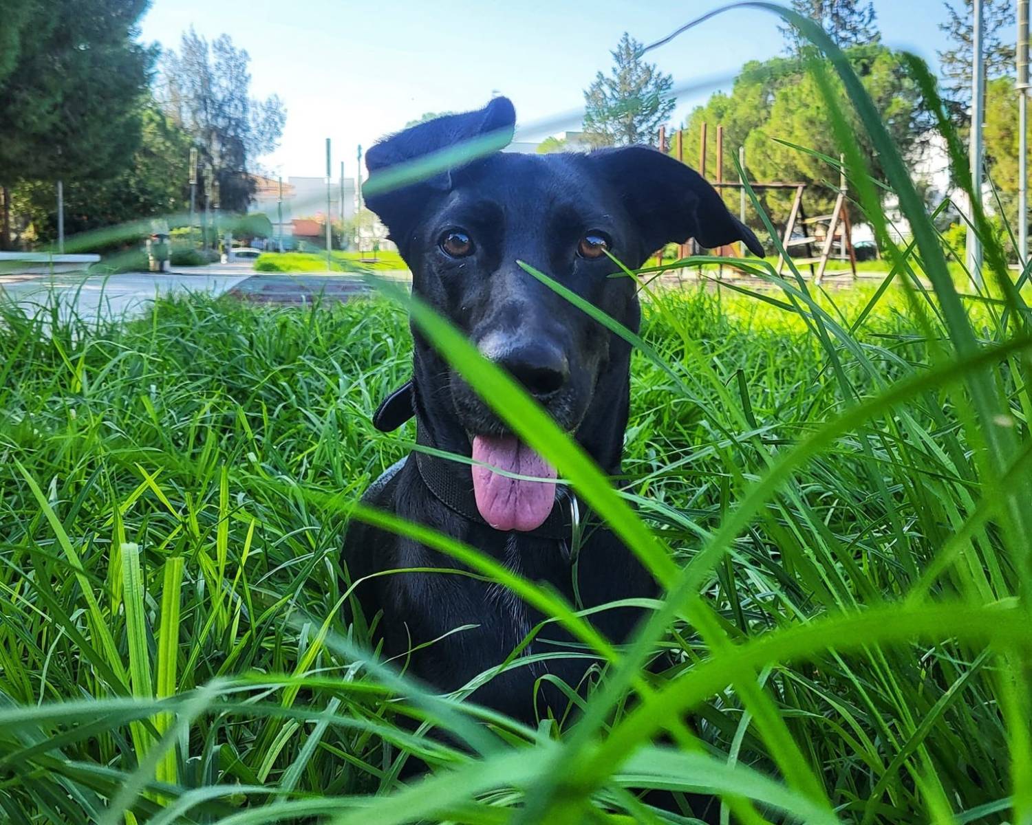 Residents of Strovolos are urging the Mayor and Municipal Council to reopen Kissavou Park, suggesting that part of it be converted into a dog park to meet the needs of families and children