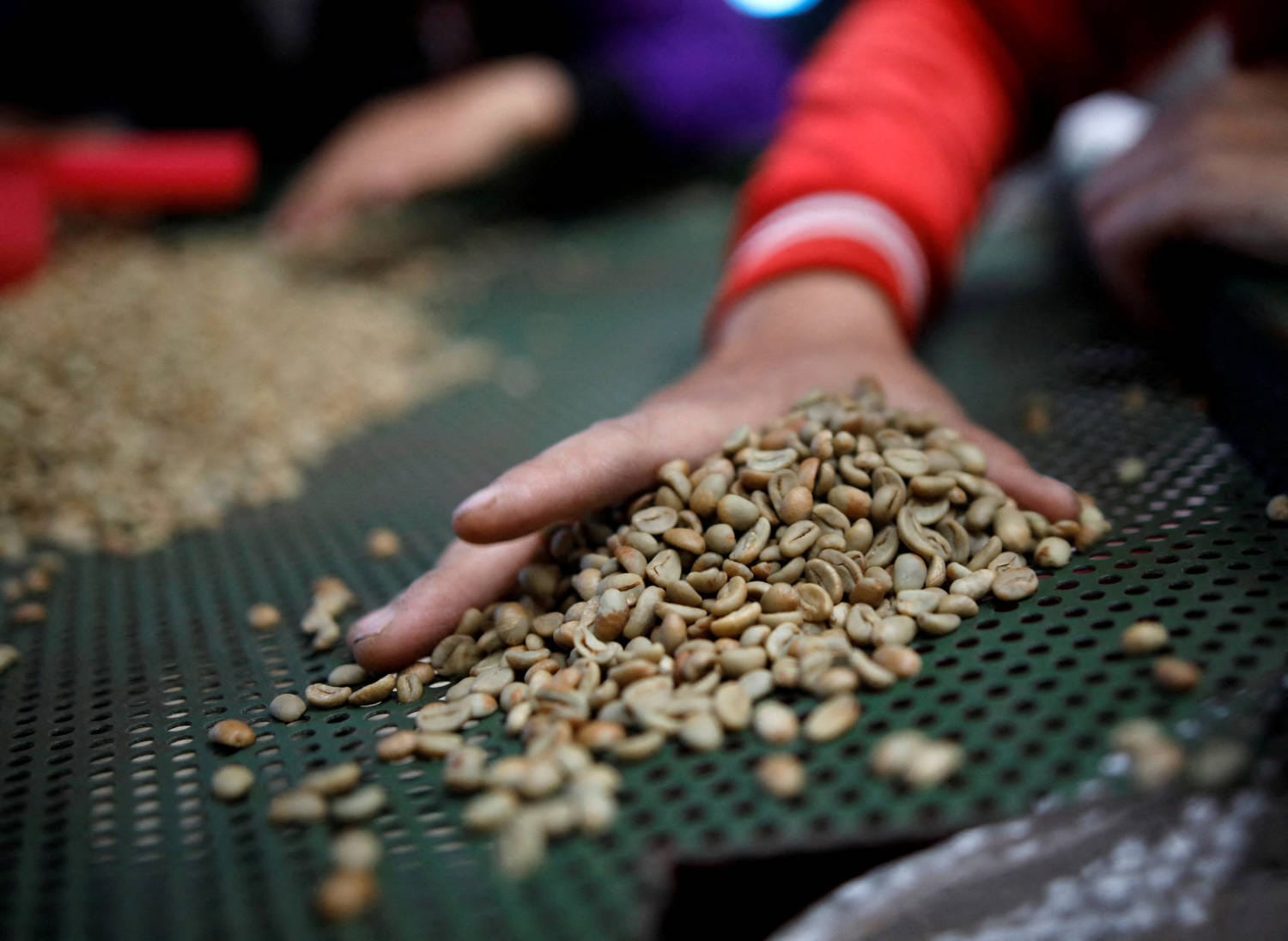 Coffee made from the Arabica bean is the most appreciated by coffee drinkers
