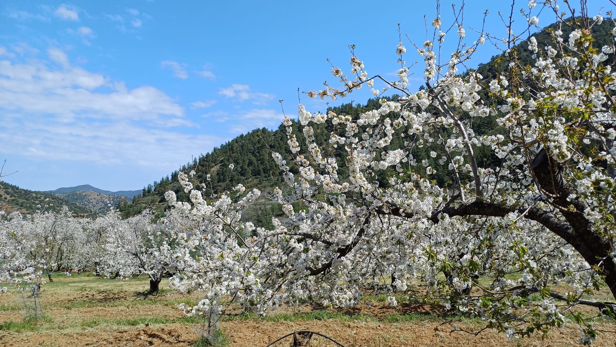Cherry blossoms
