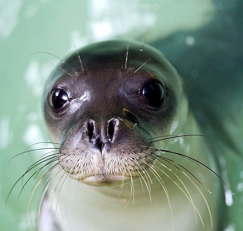 Mediterranean monk seal