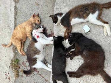 matança de animais