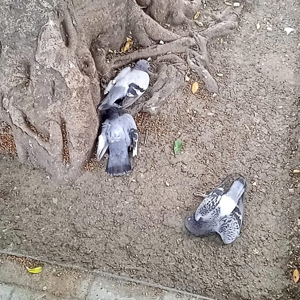 pigeons