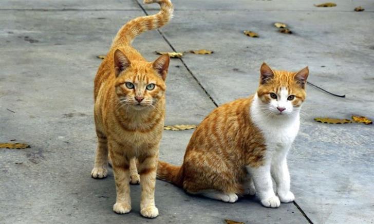 The Cat Protection and Welfare Association (P.A.W.S.) is urging authorities to take action against an individual accused of neglecting cats held in cages for months in Strovolos