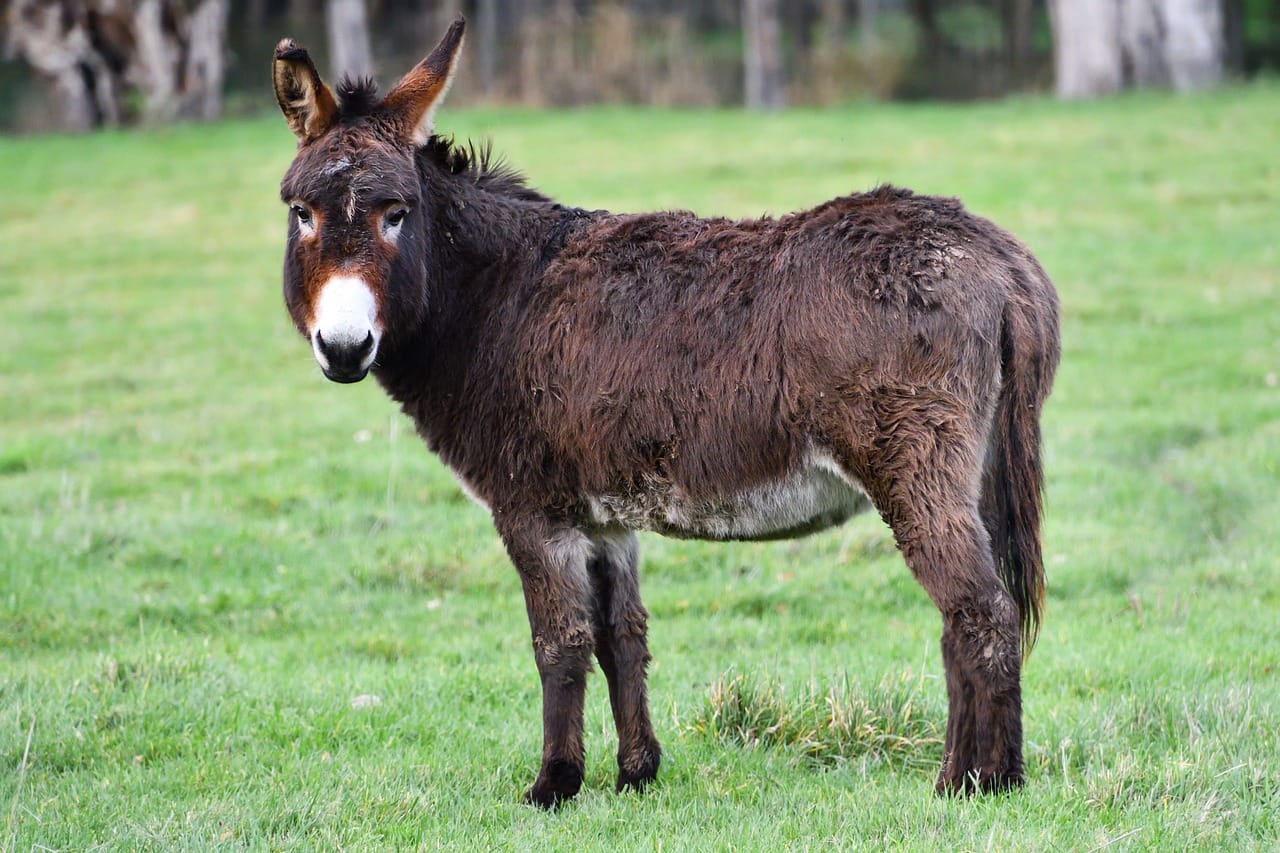 burros