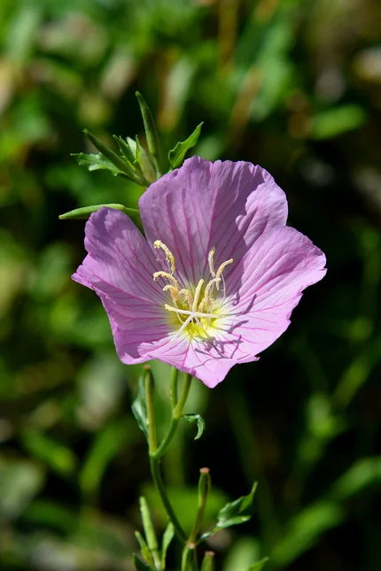 flores de verão
